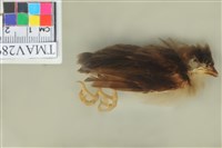 藏品(白頭翁)的圖片